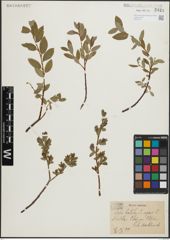 Foto von Salix hastata L. x Salix repens L.